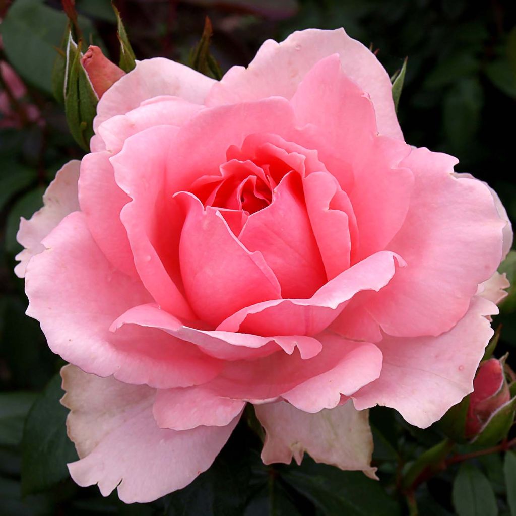 Rosa x floribunda Ville de Saumur - Floribunda Rose