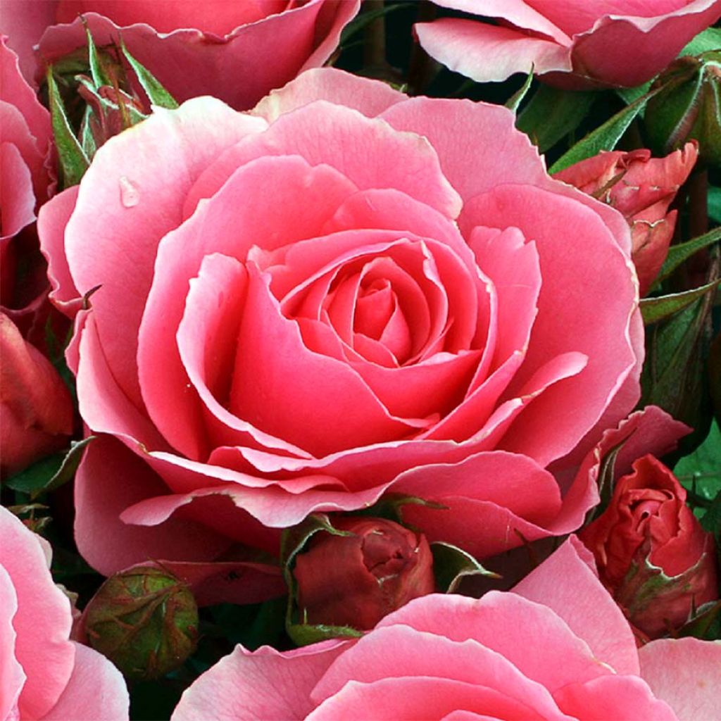 Rosa x floribunda Ville de Saumur - Floribunda Rose