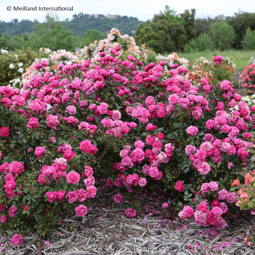 Rosa Alexandre Astier - Hybrid Tea Rose