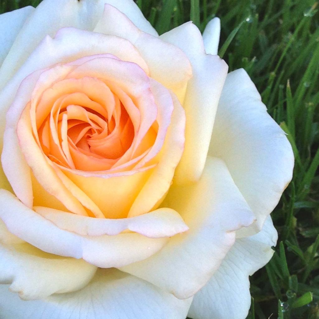 Rosa Anatasia - Hybrid Tea Rose