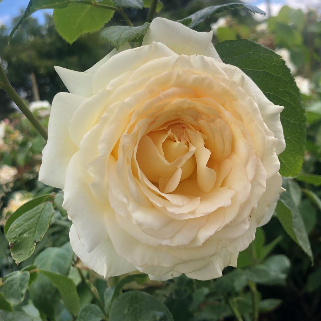 Rosa Anatasia - Hybrid Tea Rose