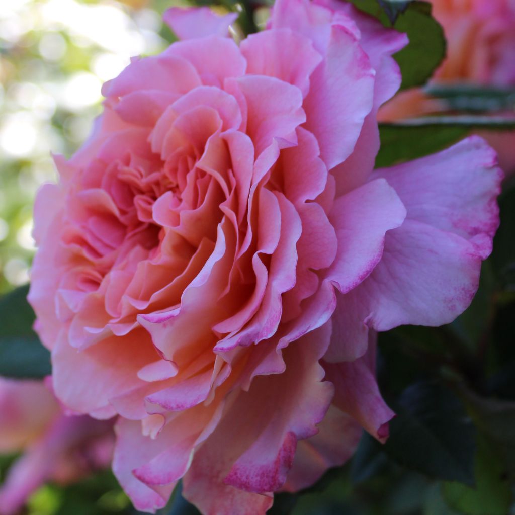 Rosa Augusta Luise
