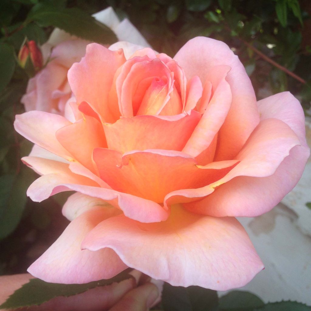 Rosa Belle du Seigneur - Hybrid Tea Rose