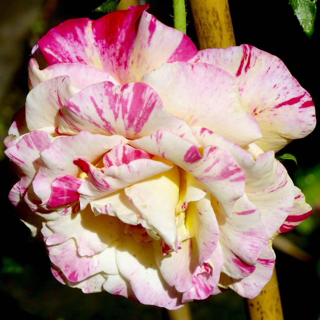 Rosa 'Camille Pissarro' - Polyantha Rose