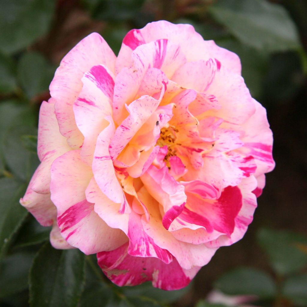 Rosa 'Camille Pissarro' - Polyantha Rose