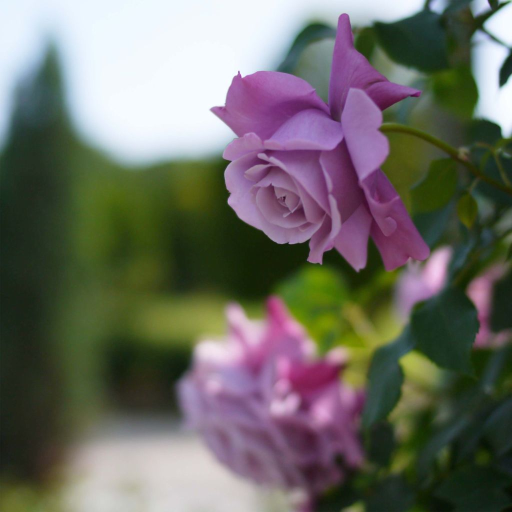 Rosa 'Charles de Gaulle' - Shrub Rose