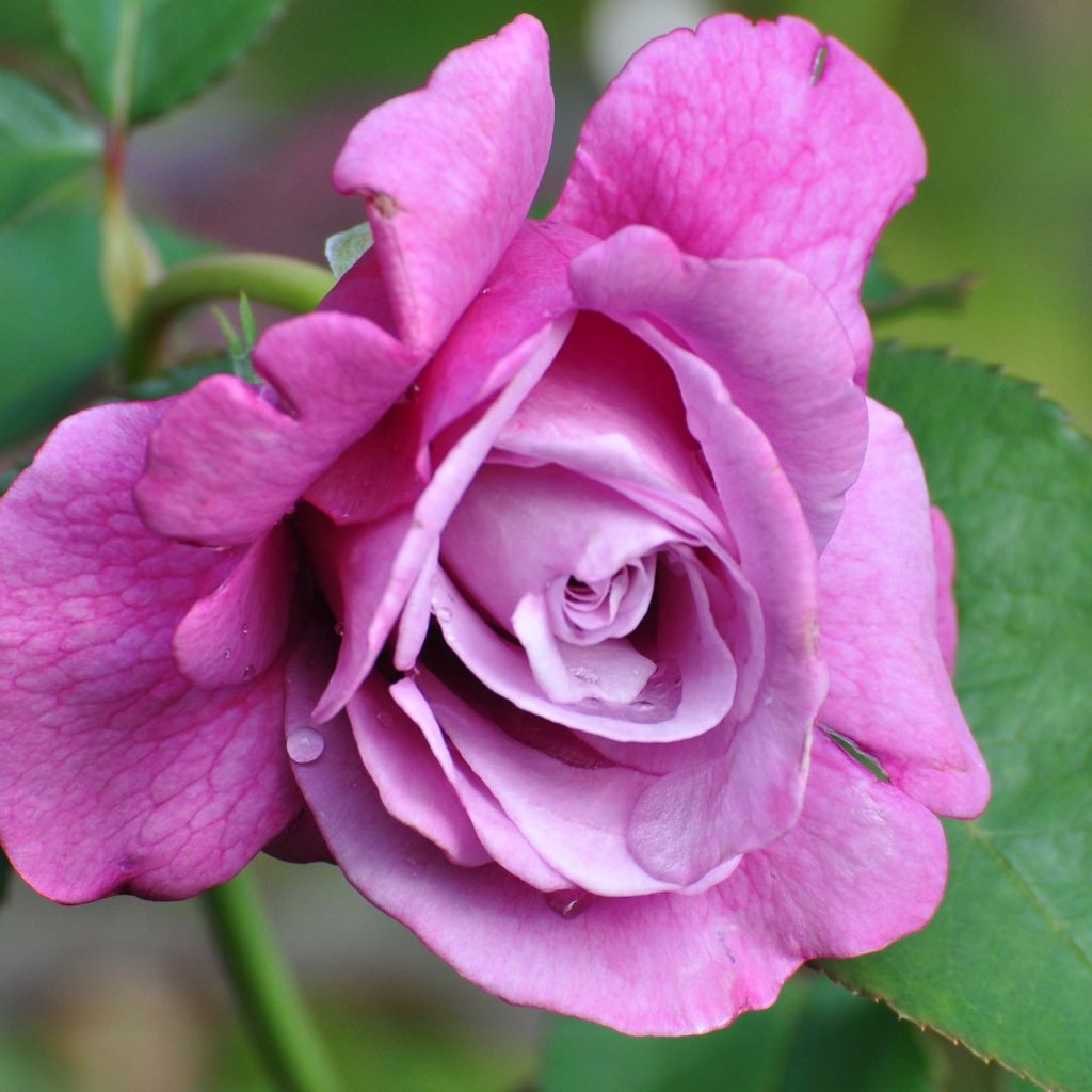 Rosa 'Charles de Gaulle' - Shrub Rose