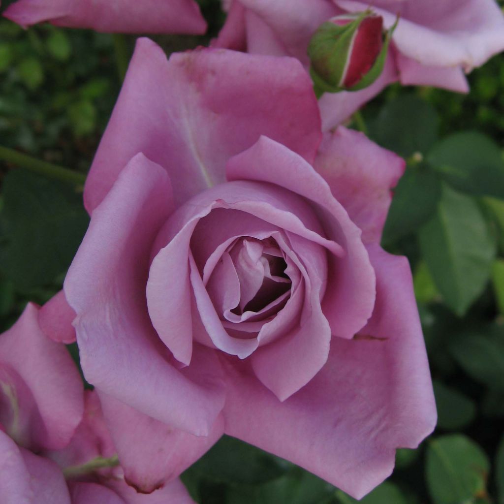 Rosa 'Charles de Gaulle' - Shrub Rose