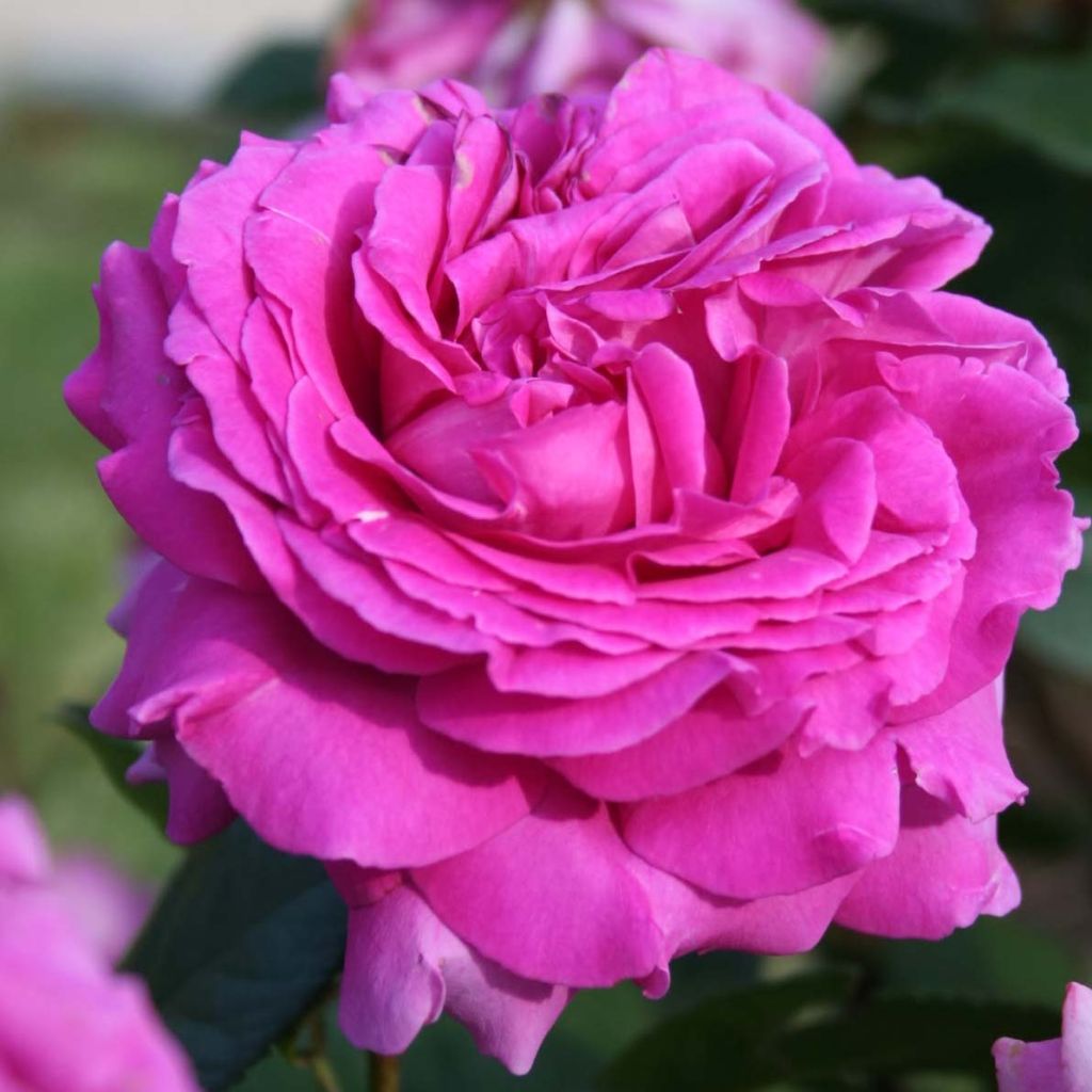 Rosa 'Chartreuse de Parme' - Hybrid Tea Rose