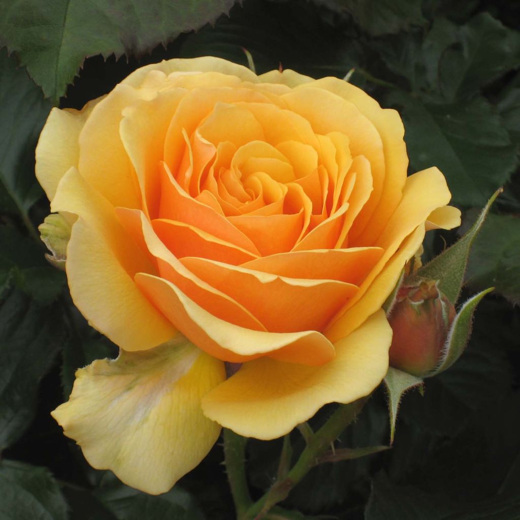 Rosa Château de Cheverny - Hybrid Tea Rose