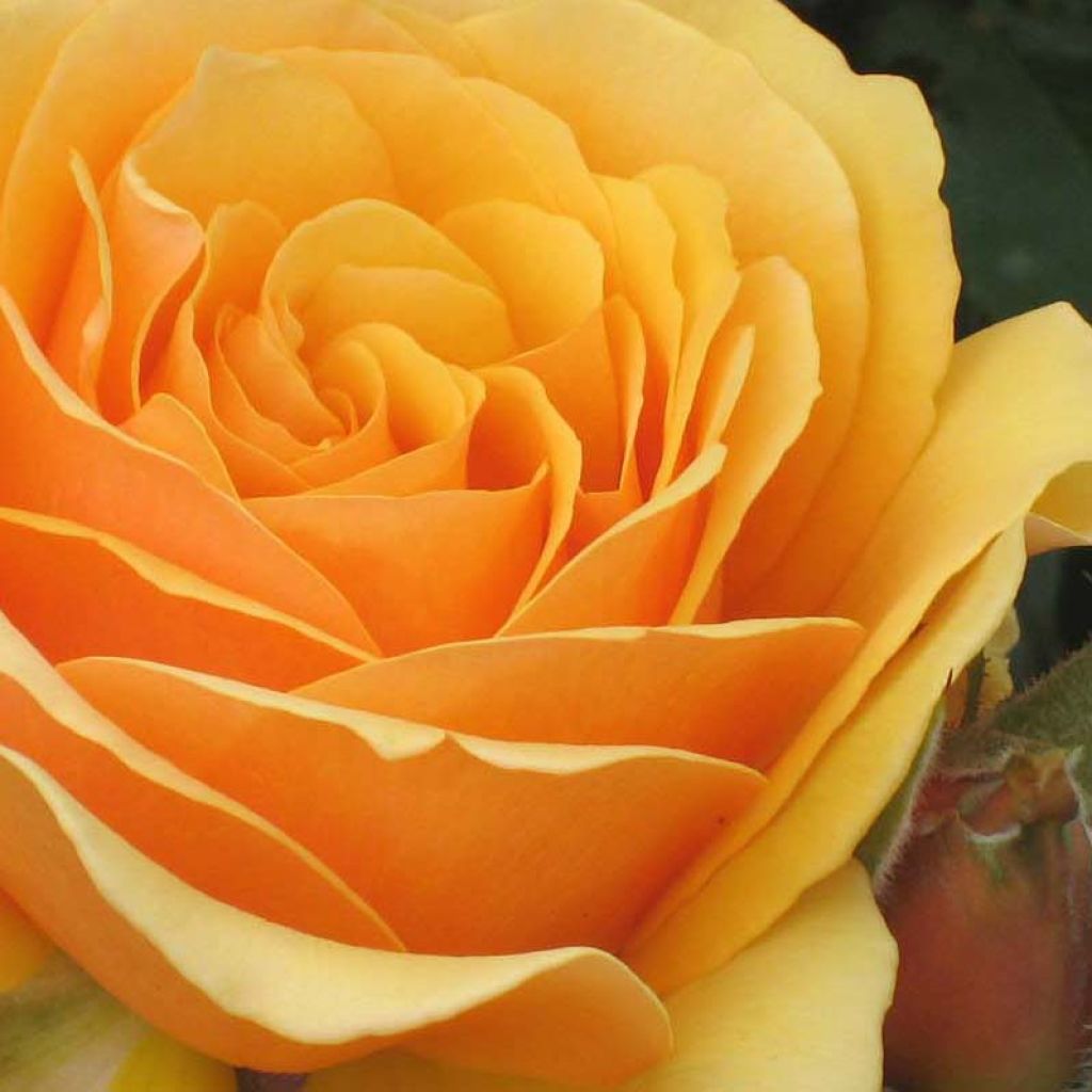 Rosa Château de Cheverny - Hybrid Tea Rose