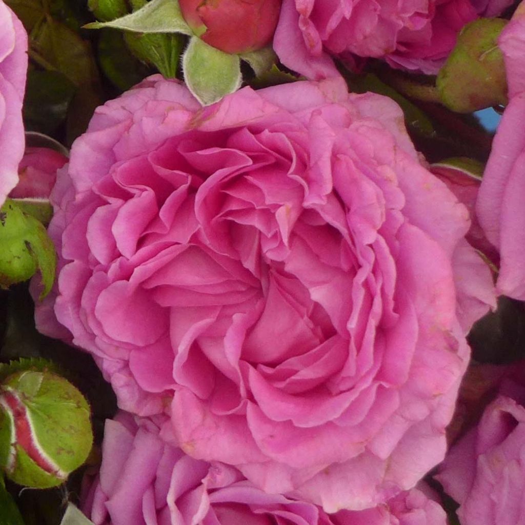 Rosa 'Claire Marshall' - Hybrid Tea Rose 