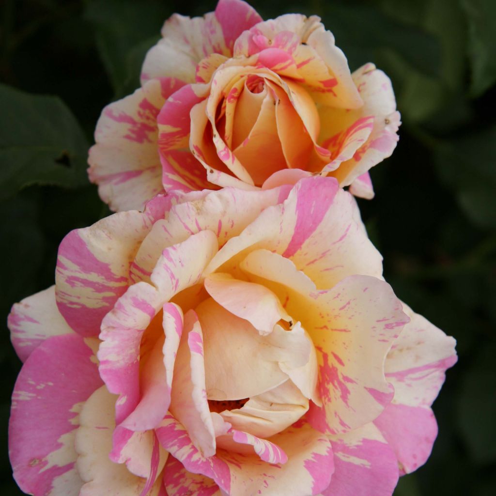 Rosa Claude Monet - Shrub Rose