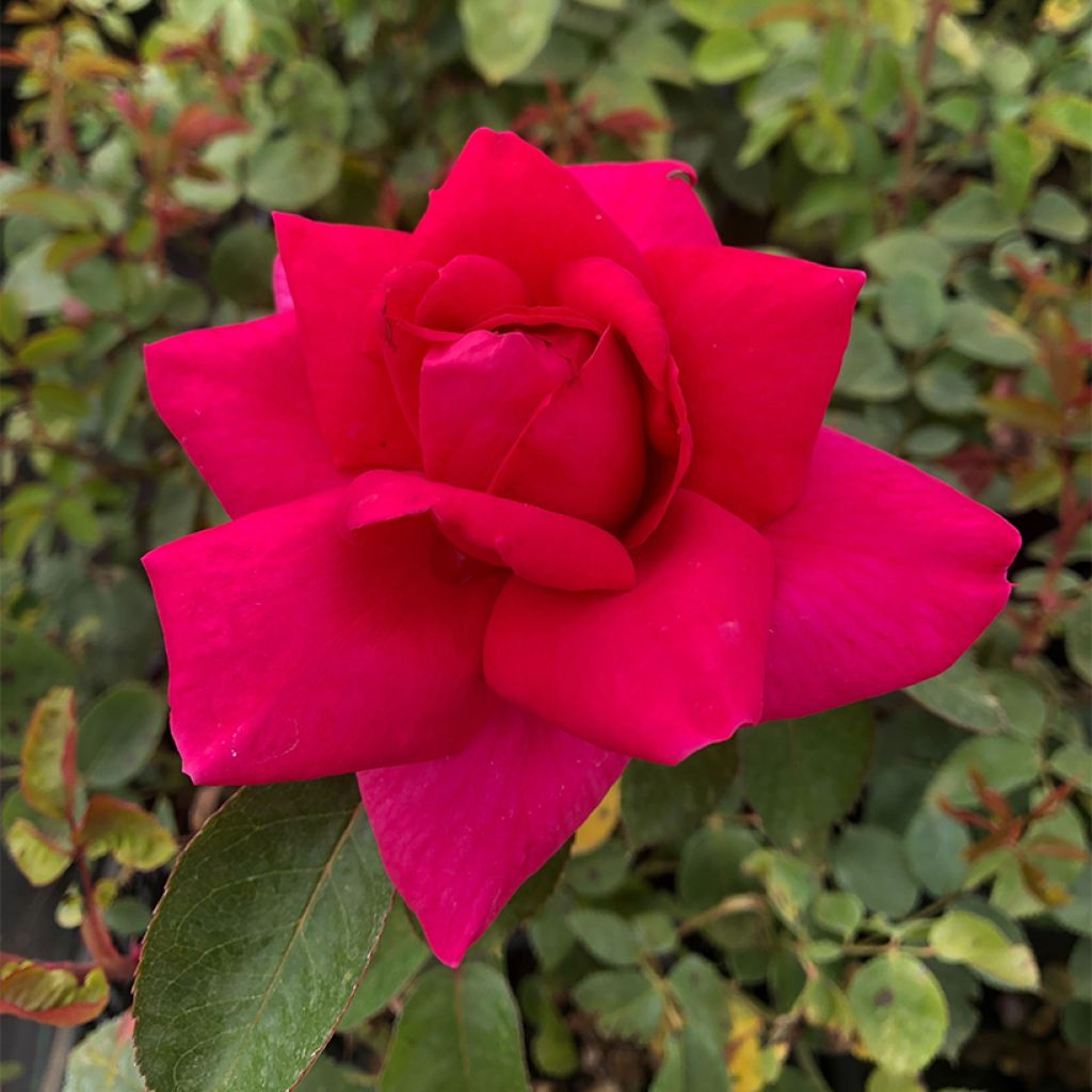 Rosa 'Criterion' - Hybrid Tea Rose