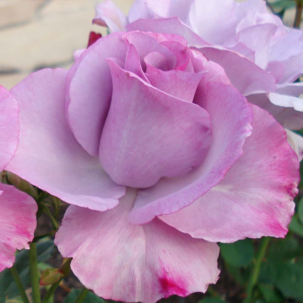 Rosa Dioressence - Hybrid Tea Rose