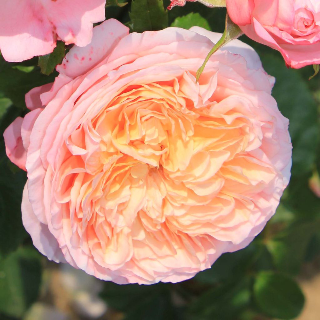 Rosa Domaine de Chantilly - Shrub Rose