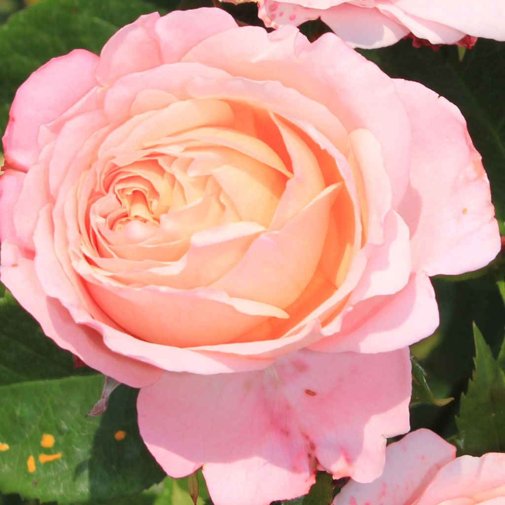 Rosa Domaine de Chantilly - Shrub Rose
