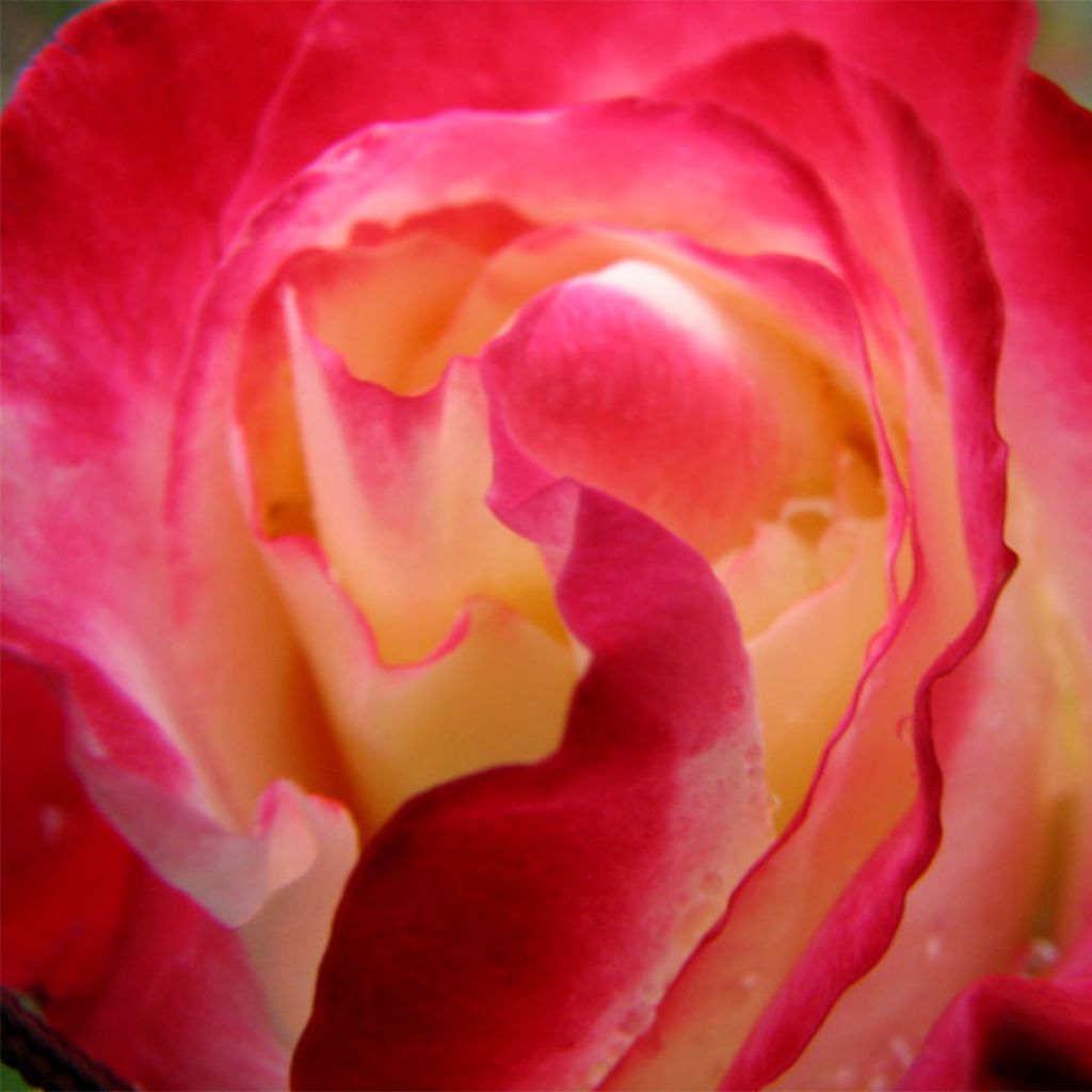 Rosa 'Double Delight' - Shrub Rose