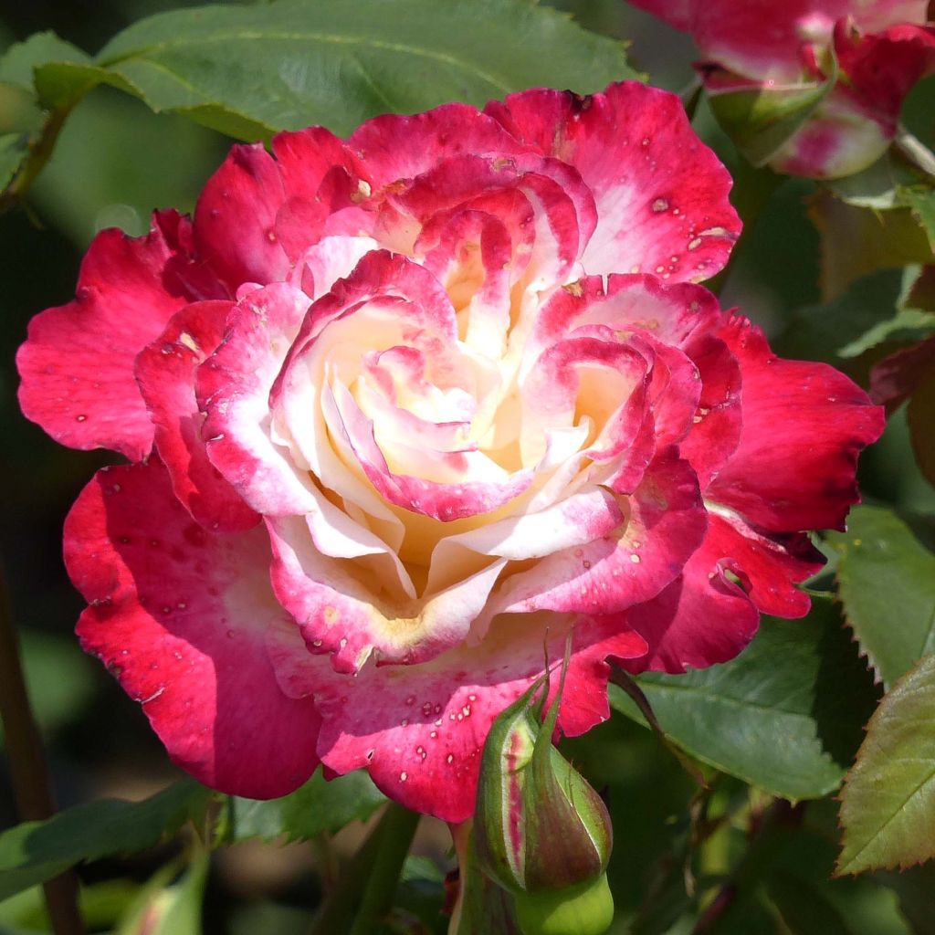 Rosa 'Double Delight' - Shrub Rose