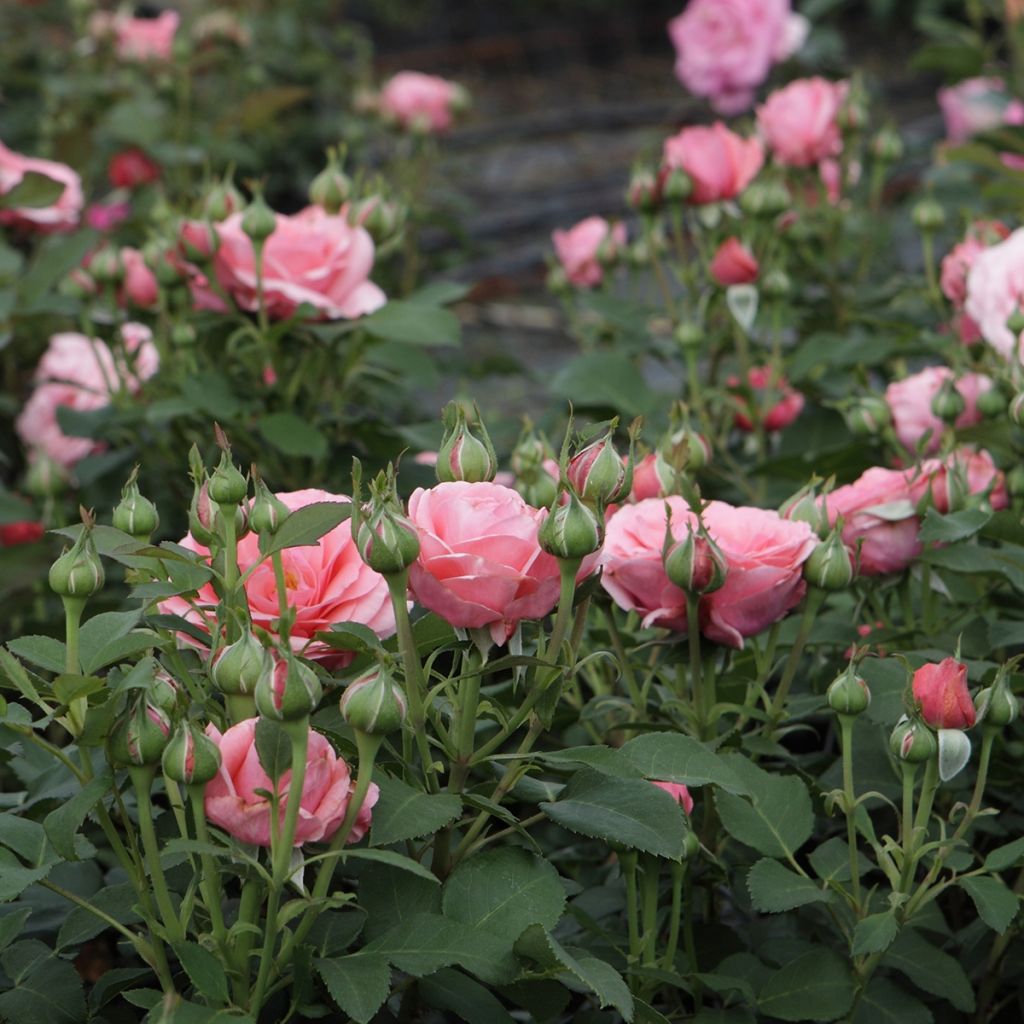 Rosa 'Elaine Paige' - Hybrid Tea Rose