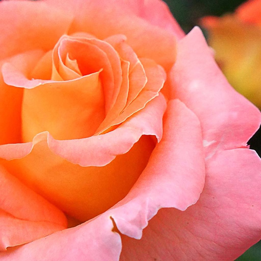 Rosa Eriko Takeda - Shrub Rose