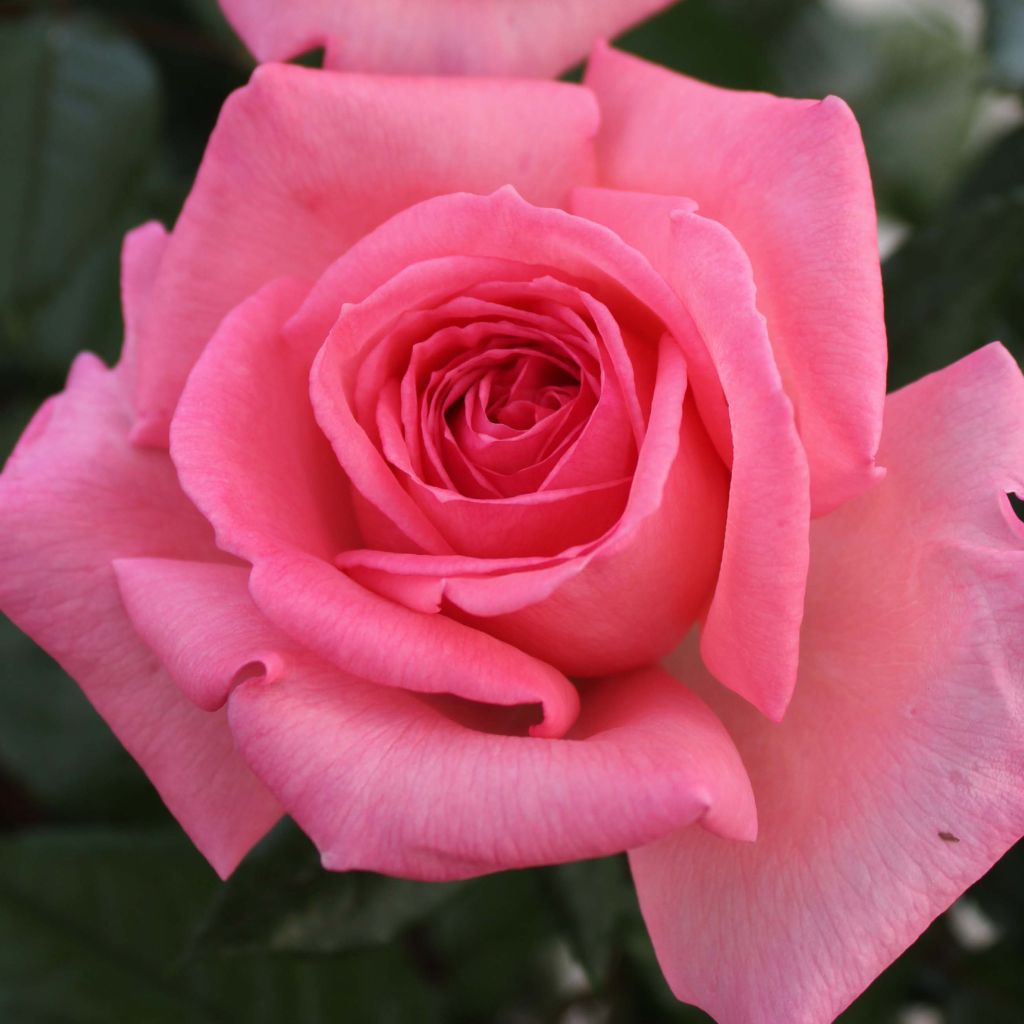 Rosa Fragonard - Hybrid Tea Rose