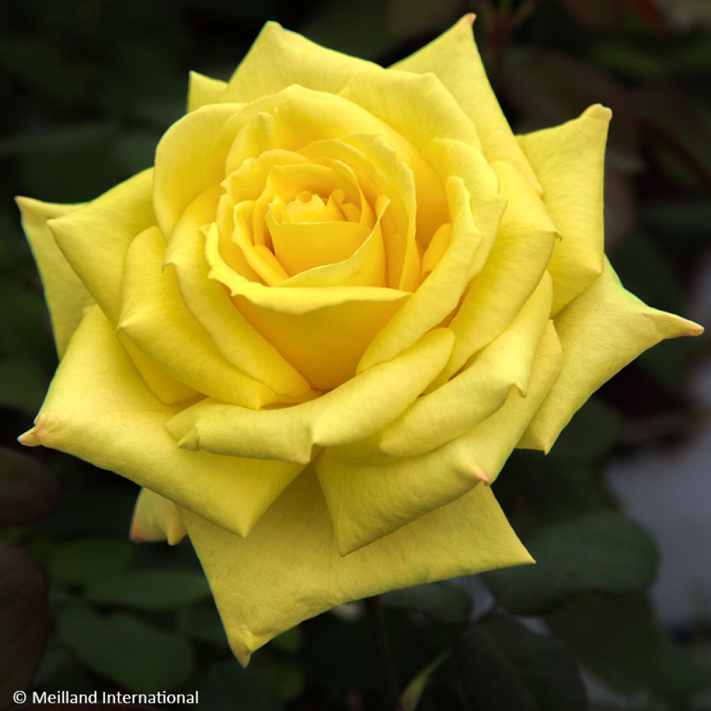 Rosa Golden Perfumella - Hybrid Tea Rose