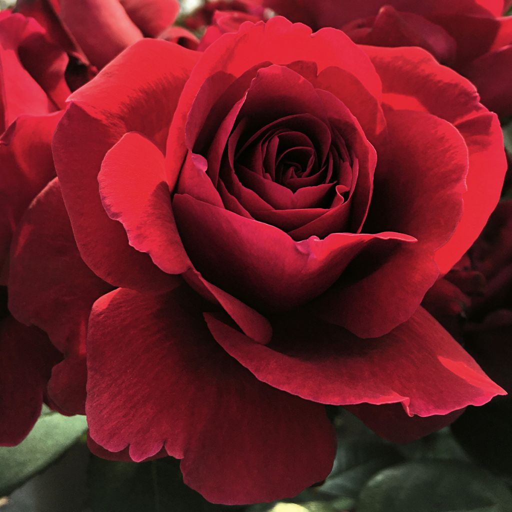Rosier à grandes fleurs Hameau Duboeuf 'Oradassac'