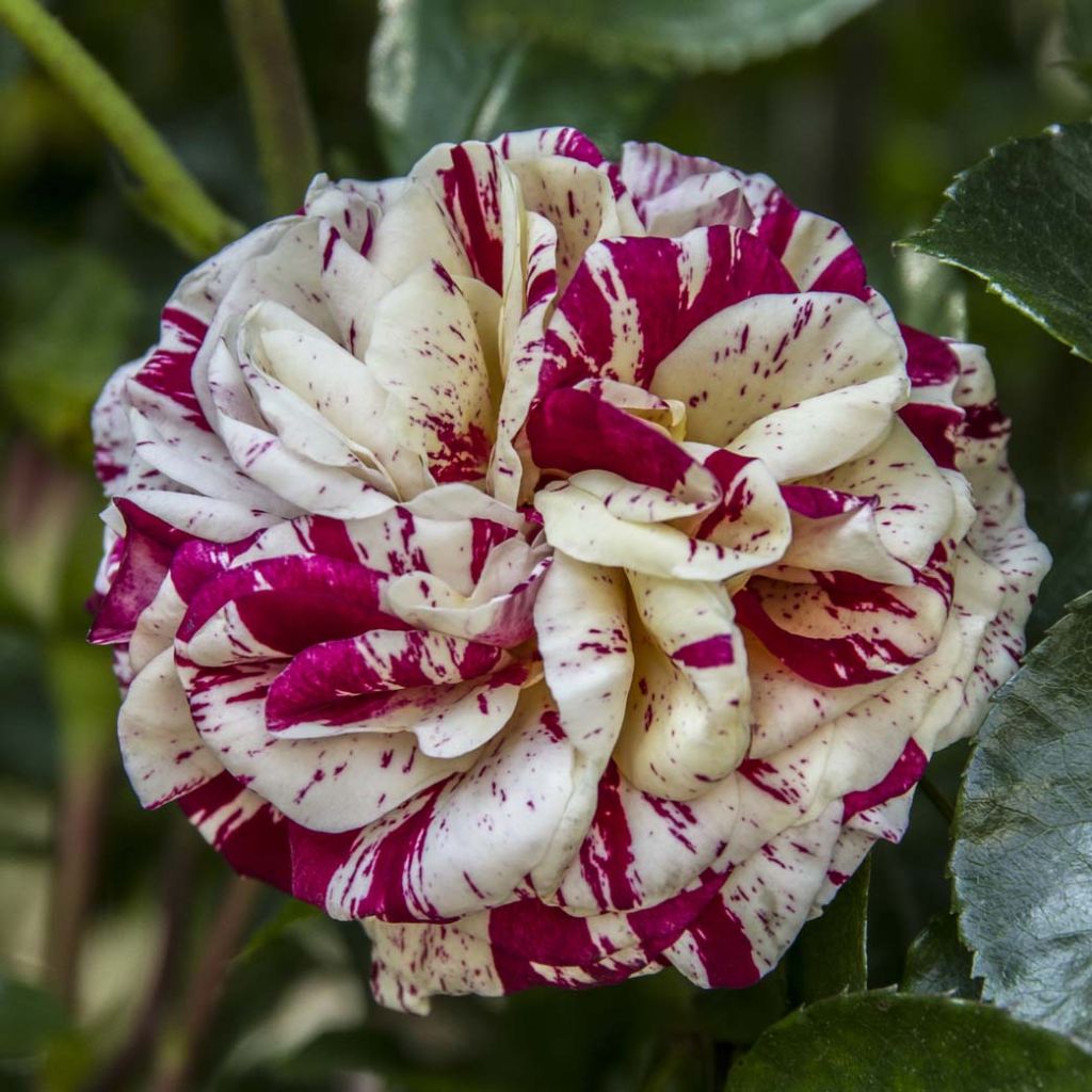 Rosa Henri Matisse - Hybrid Tea Rose