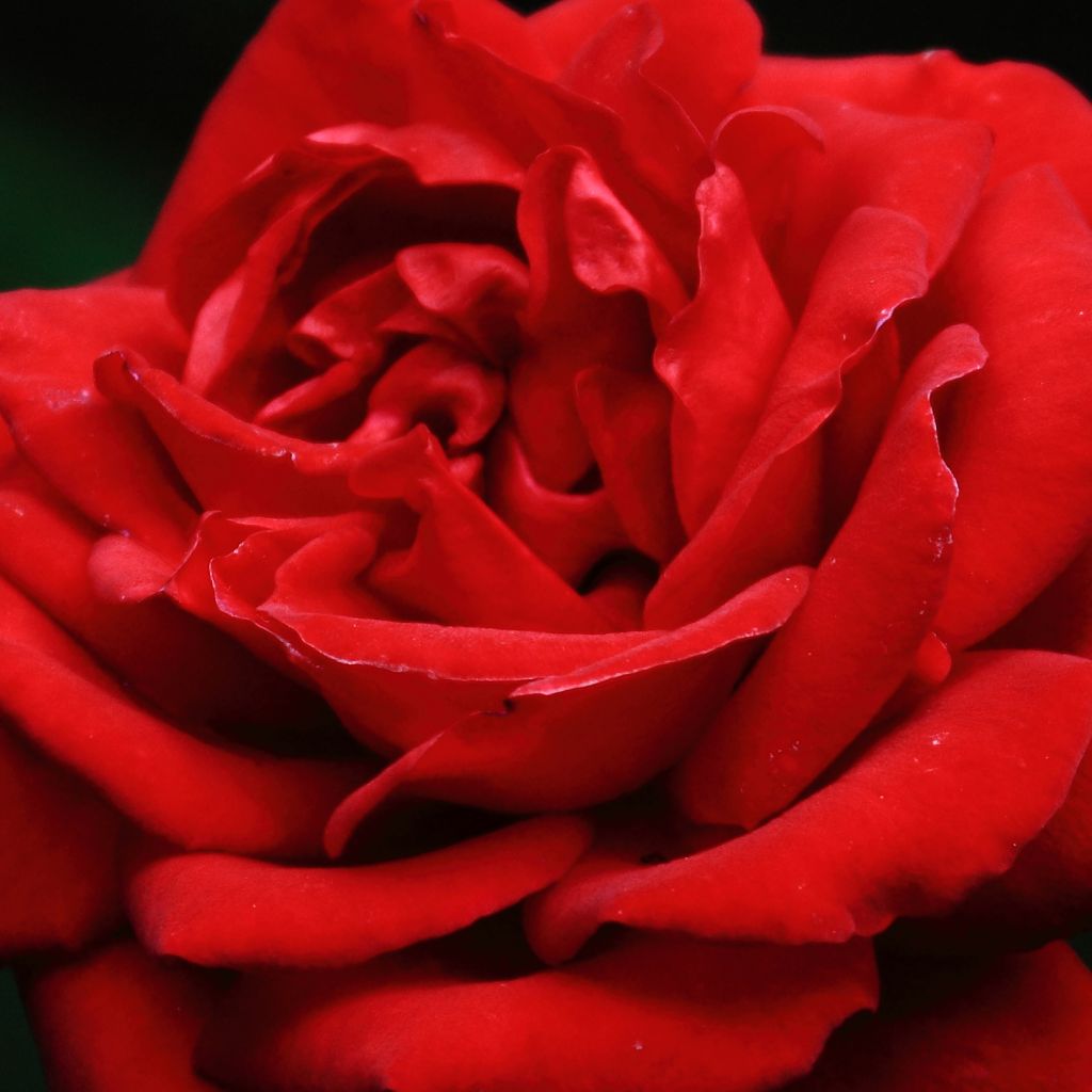 Rosa 'Ingrid Bergman' - Shrub Rose
