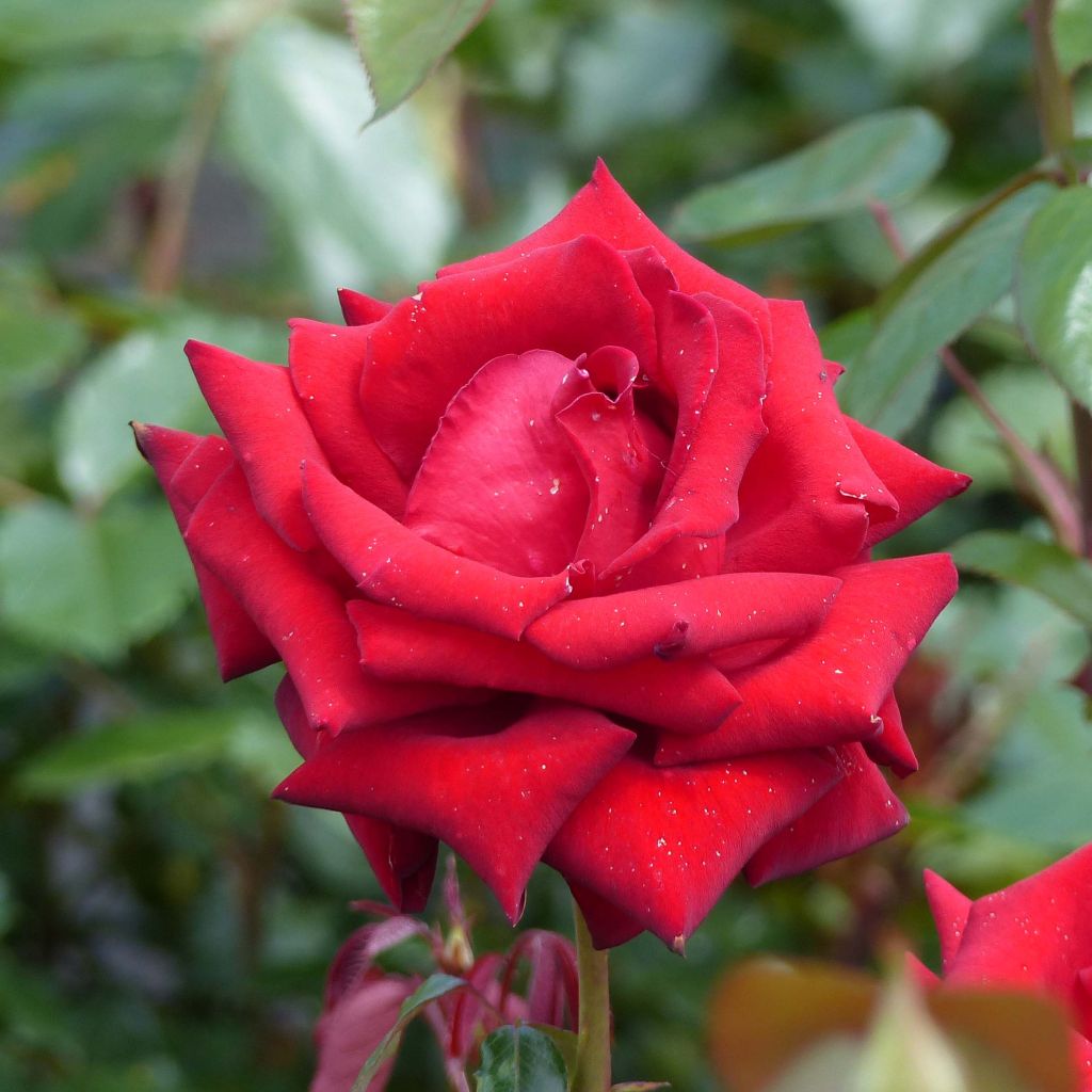 Rosa 'Ingrid Bergman' - Shrub Rose