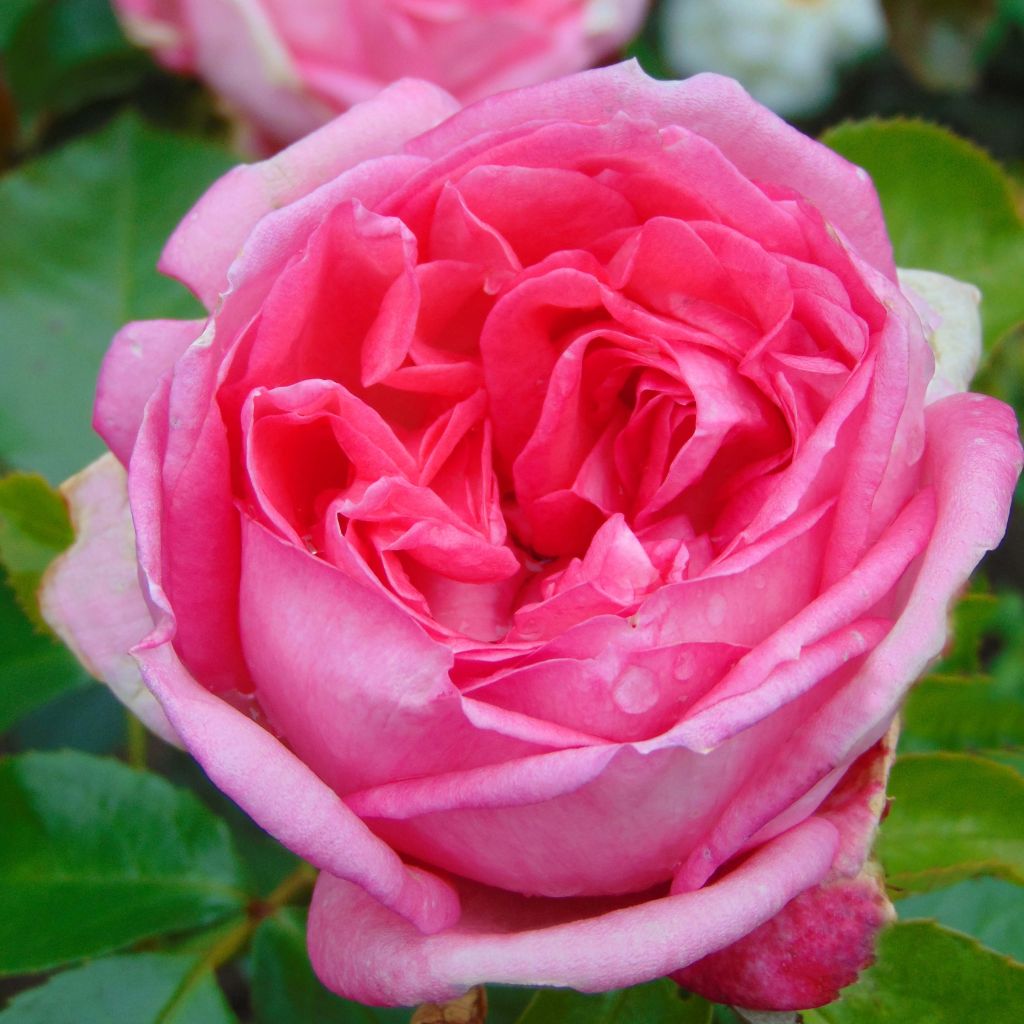 Rosa La Rose de Molinard - Hybrid Tea Rose