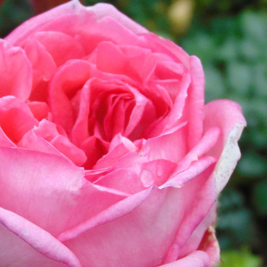 Rosa La Rose de Molinard - Hybrid Tea Rose