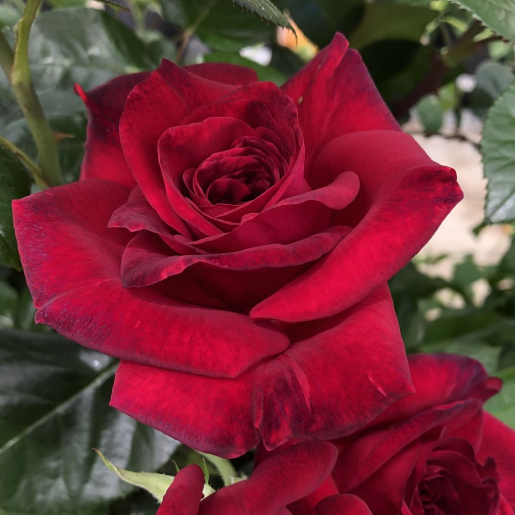 Rosa 'La rose Monsieur' - Hybrid Tea Rose