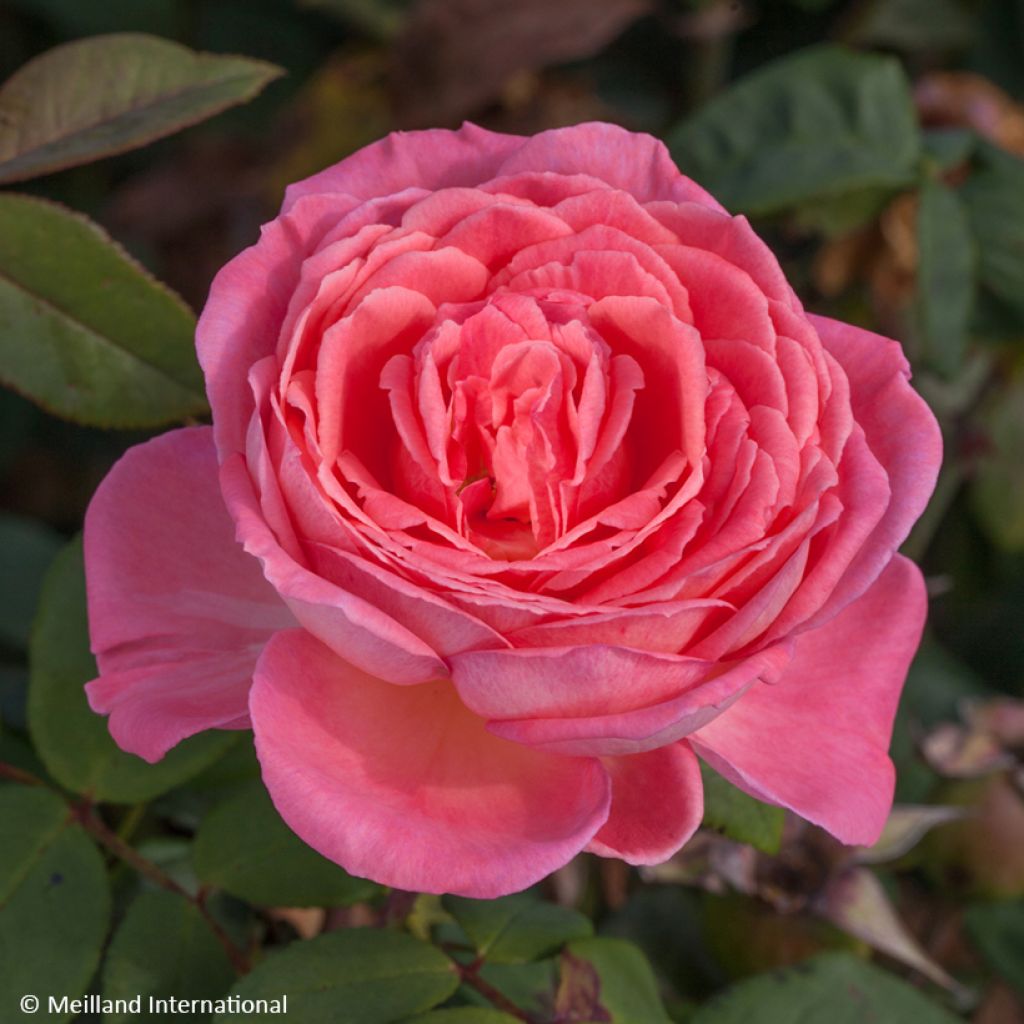 Rosa Liv Tyler - Hybrid Tea Rose
