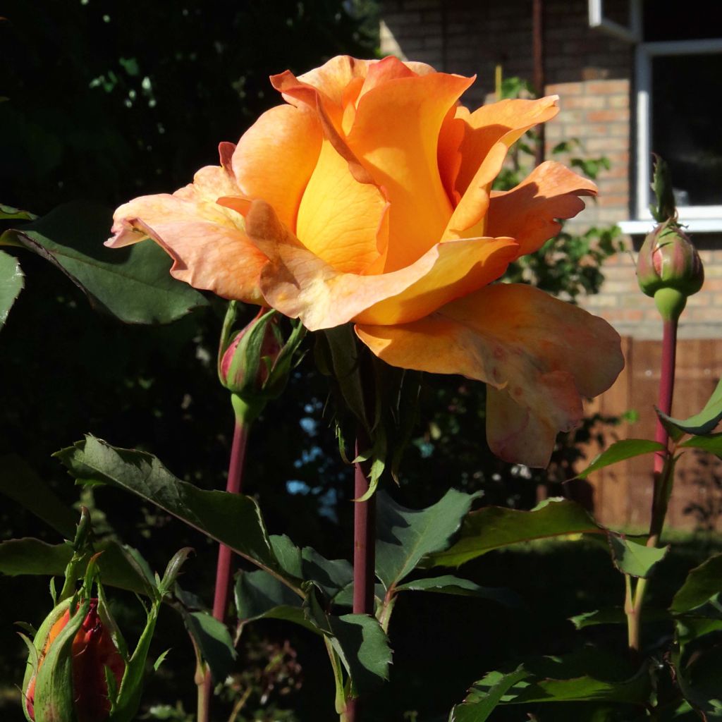 Rosa 'Louis de Funes' - Shrub Rose