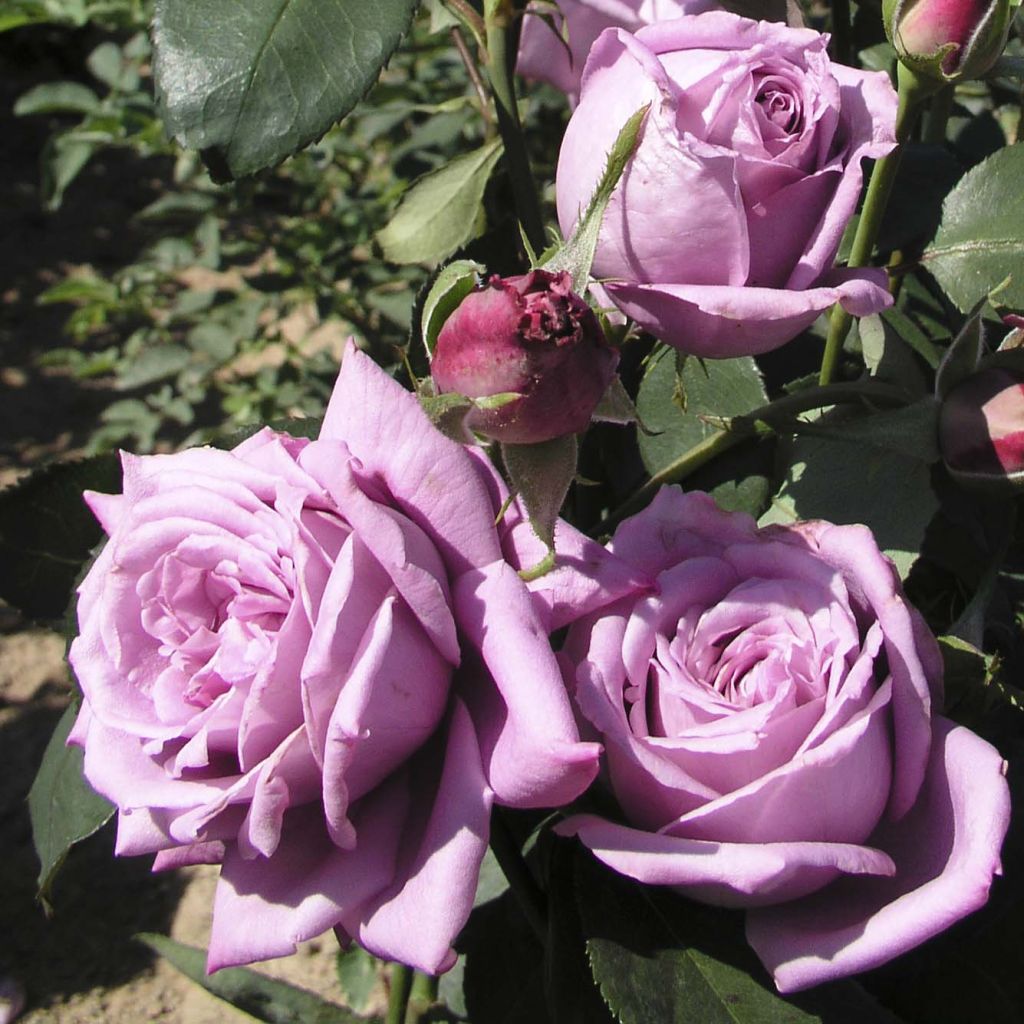 Rosa Mamy Blue - Hybrid Tea Rose