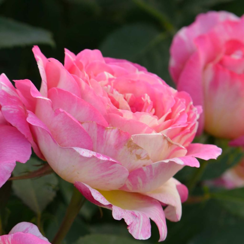 Rosa 'Marc Chagall' - Hybrid Tea Rose