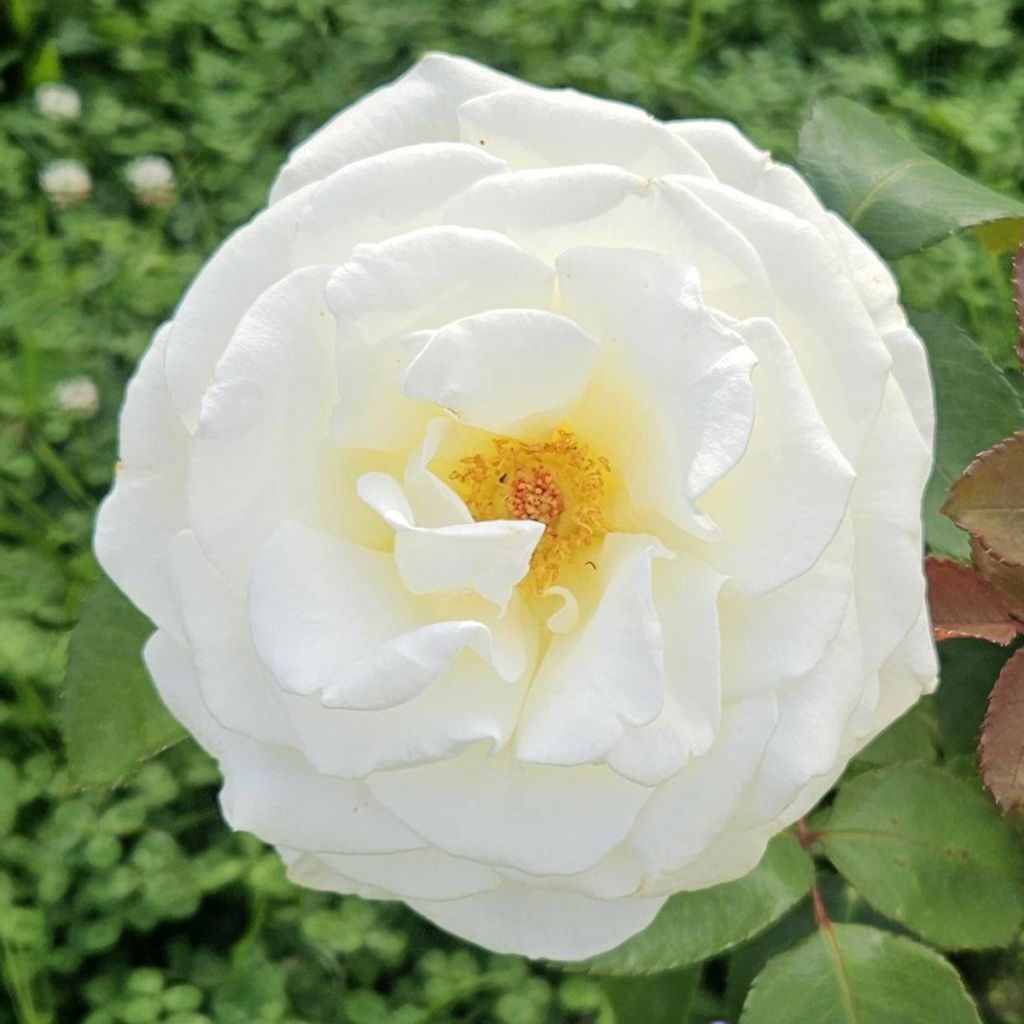 Rosa 'Mémoire' - Hybrid Tea Rose
