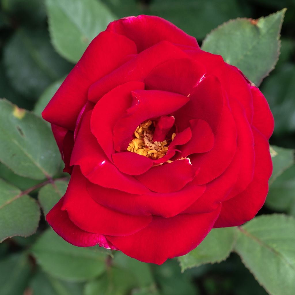 Rosa Mister Lincoln - Hybrid tea rose
