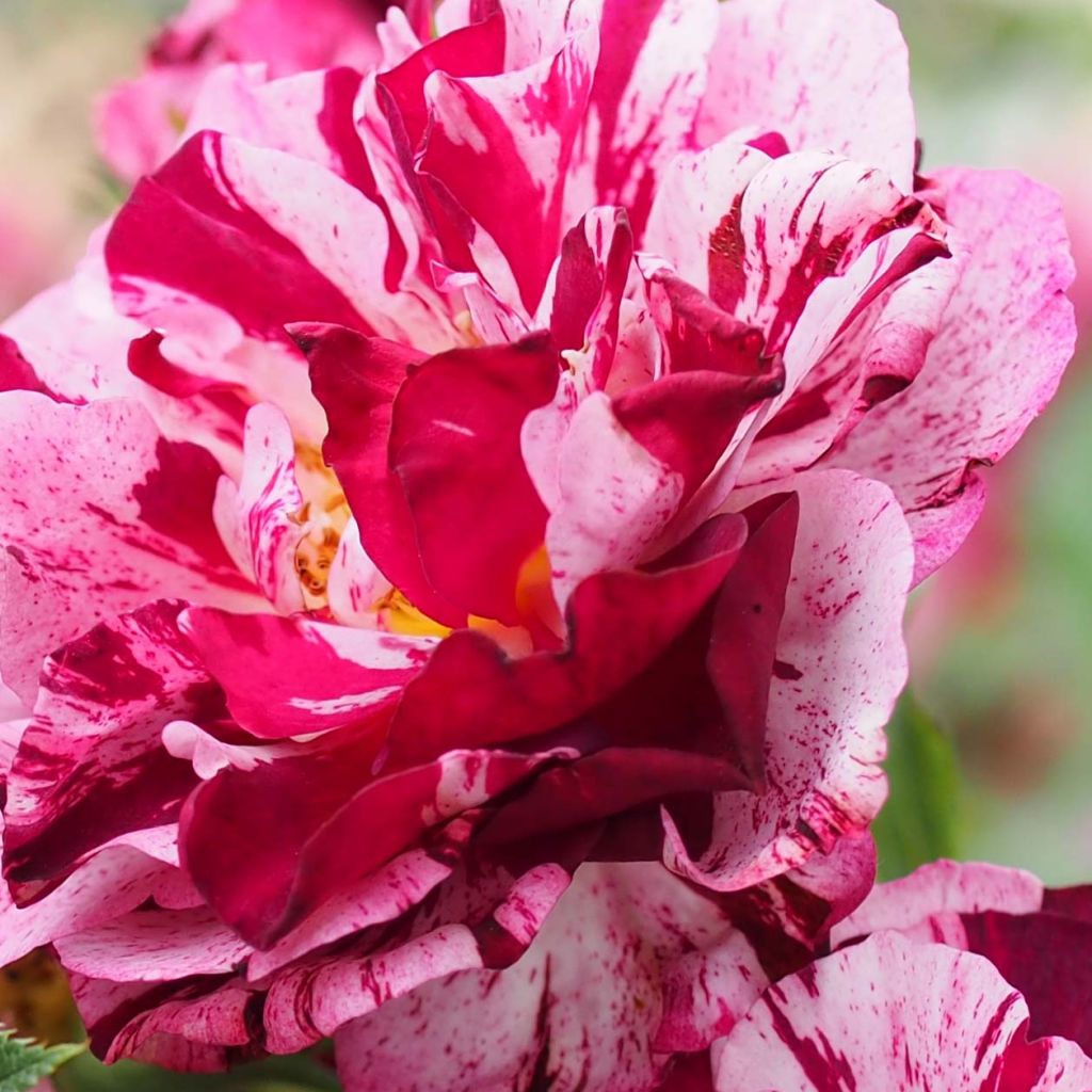 Rosa New Imagine - Shrub Rose
