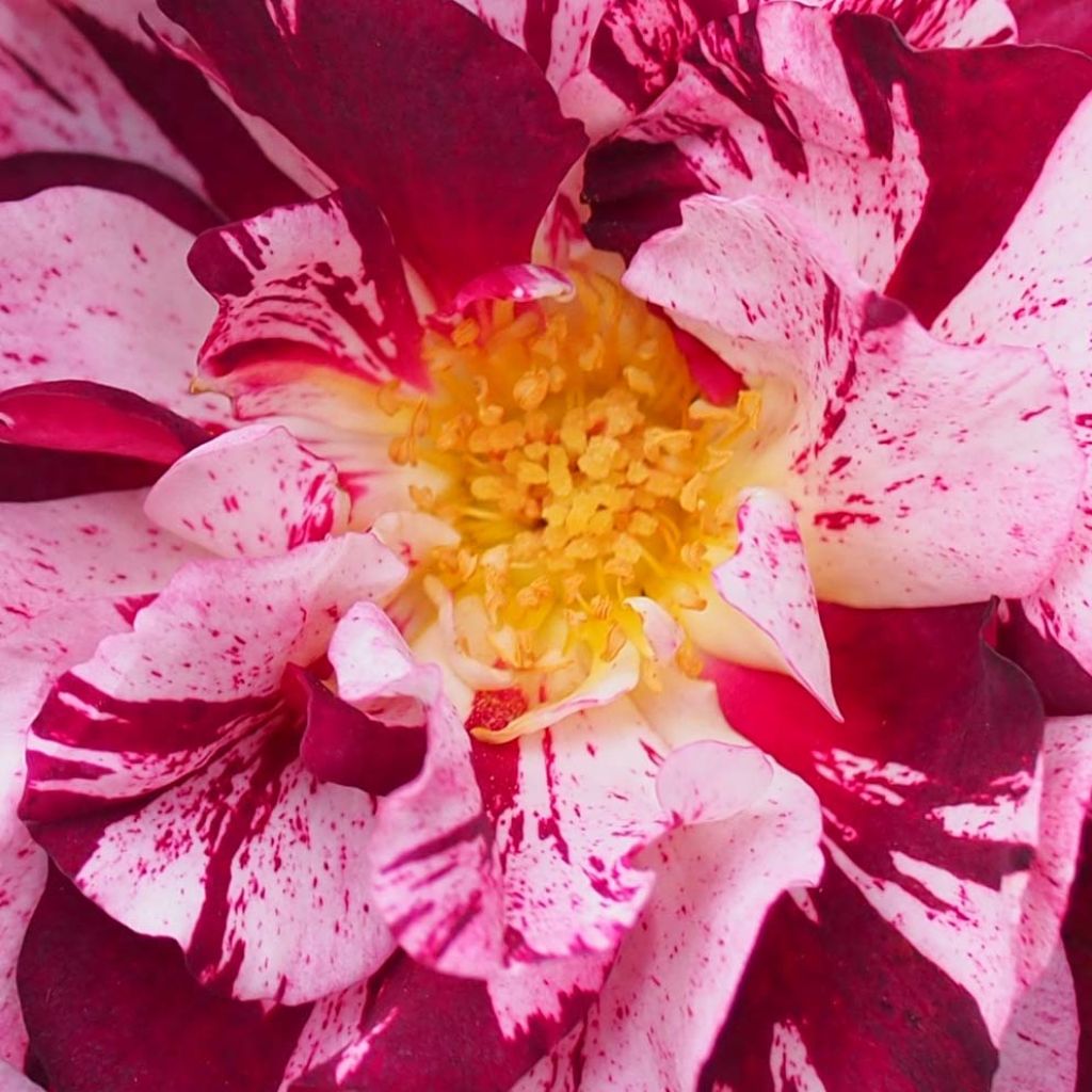 Rosa New Imagine - Shrub Rose