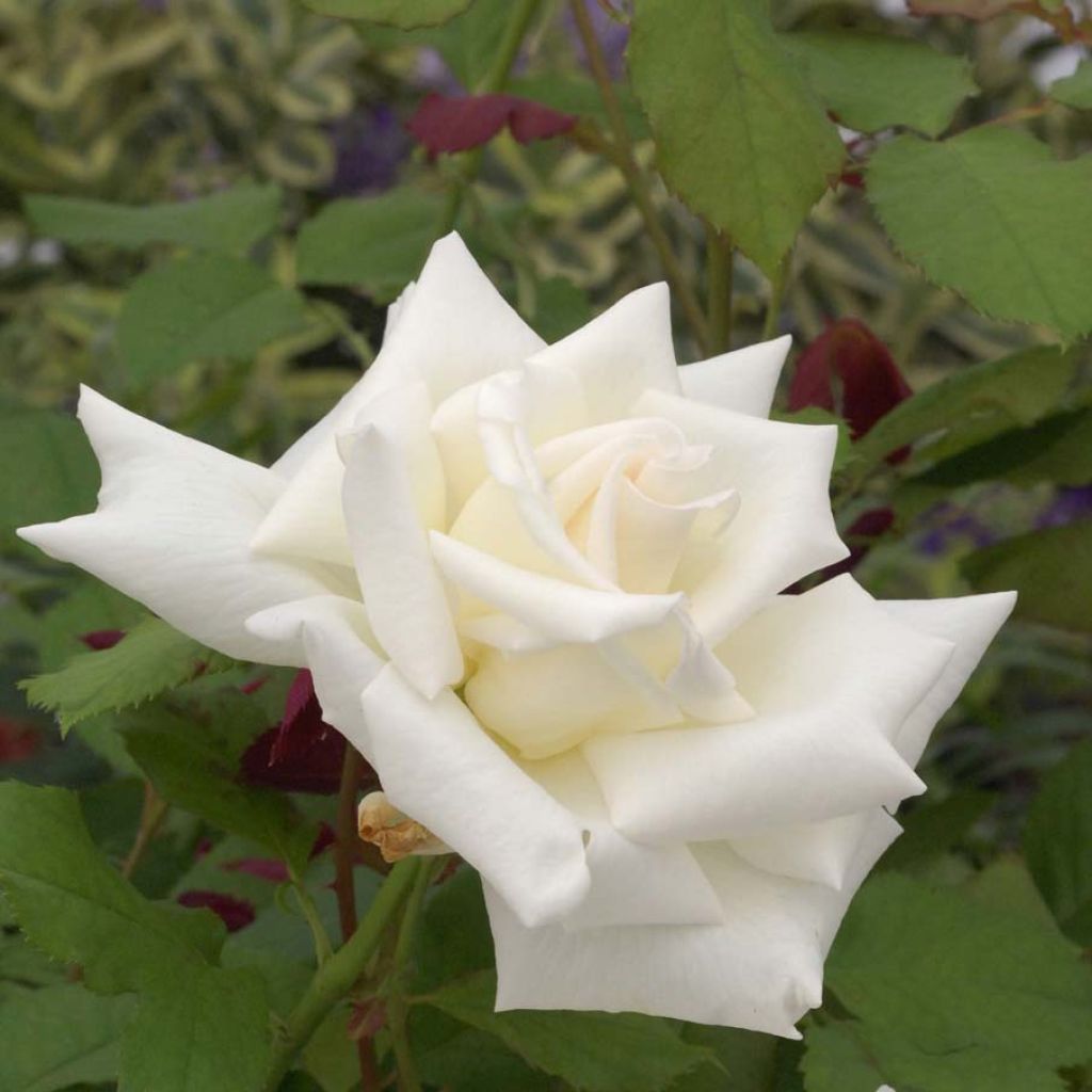 Rosa Pope Jean-Paul II