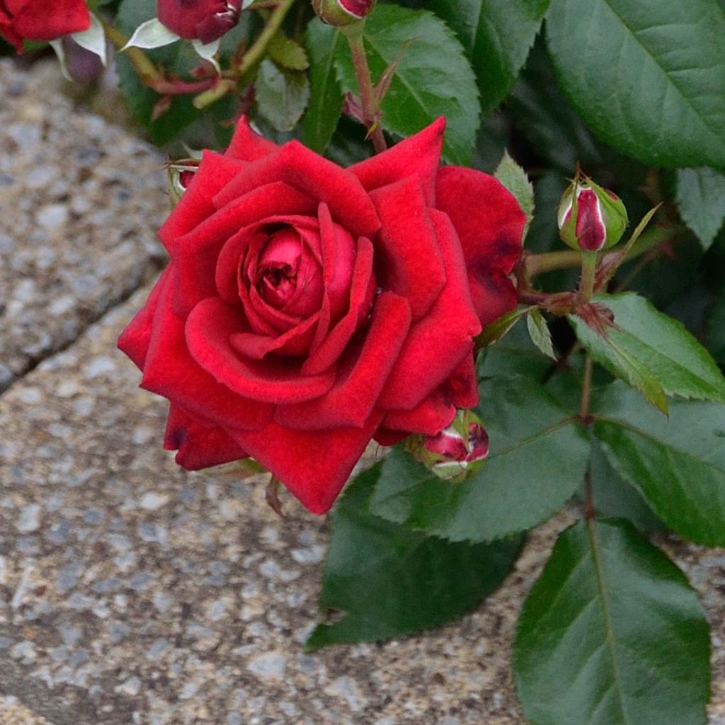 Rosa République de Montmartre