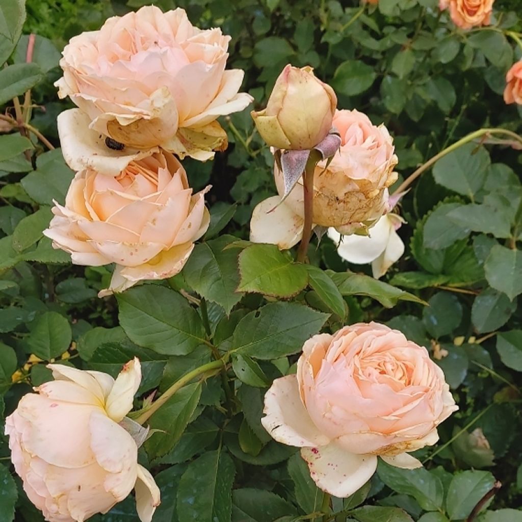 Rosier à grandes fleurs Anahe®