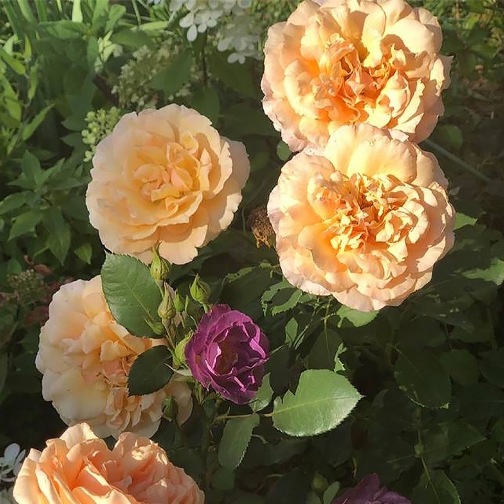 Rosier à grandes fleurs Anahe®