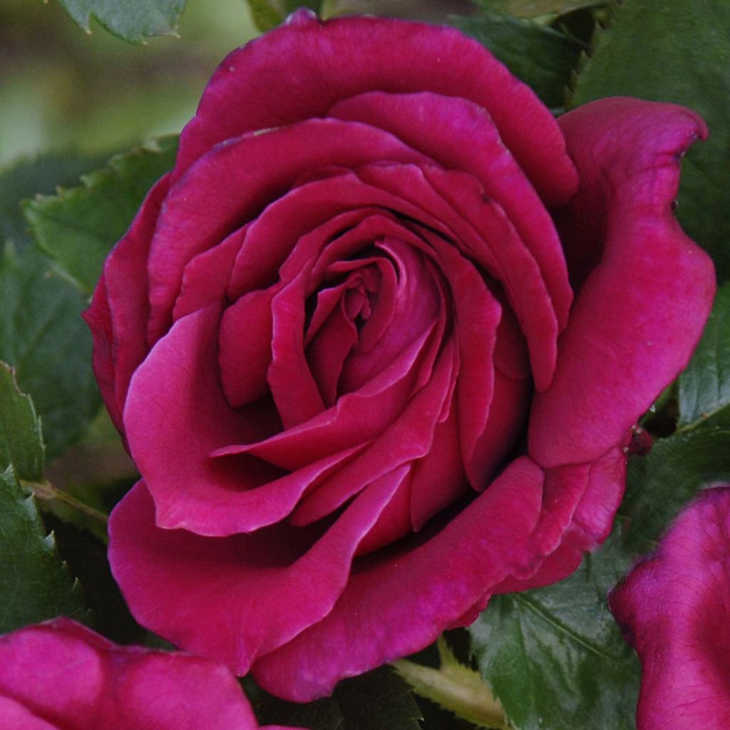 Rosa Lalande de Pomerol 