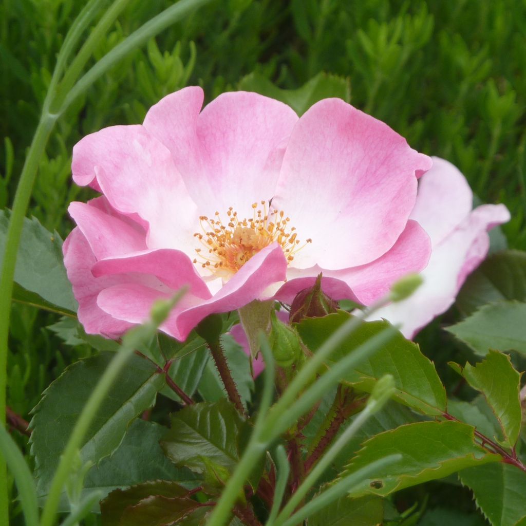 Rosa Rosy Cushion - Shrub Rose