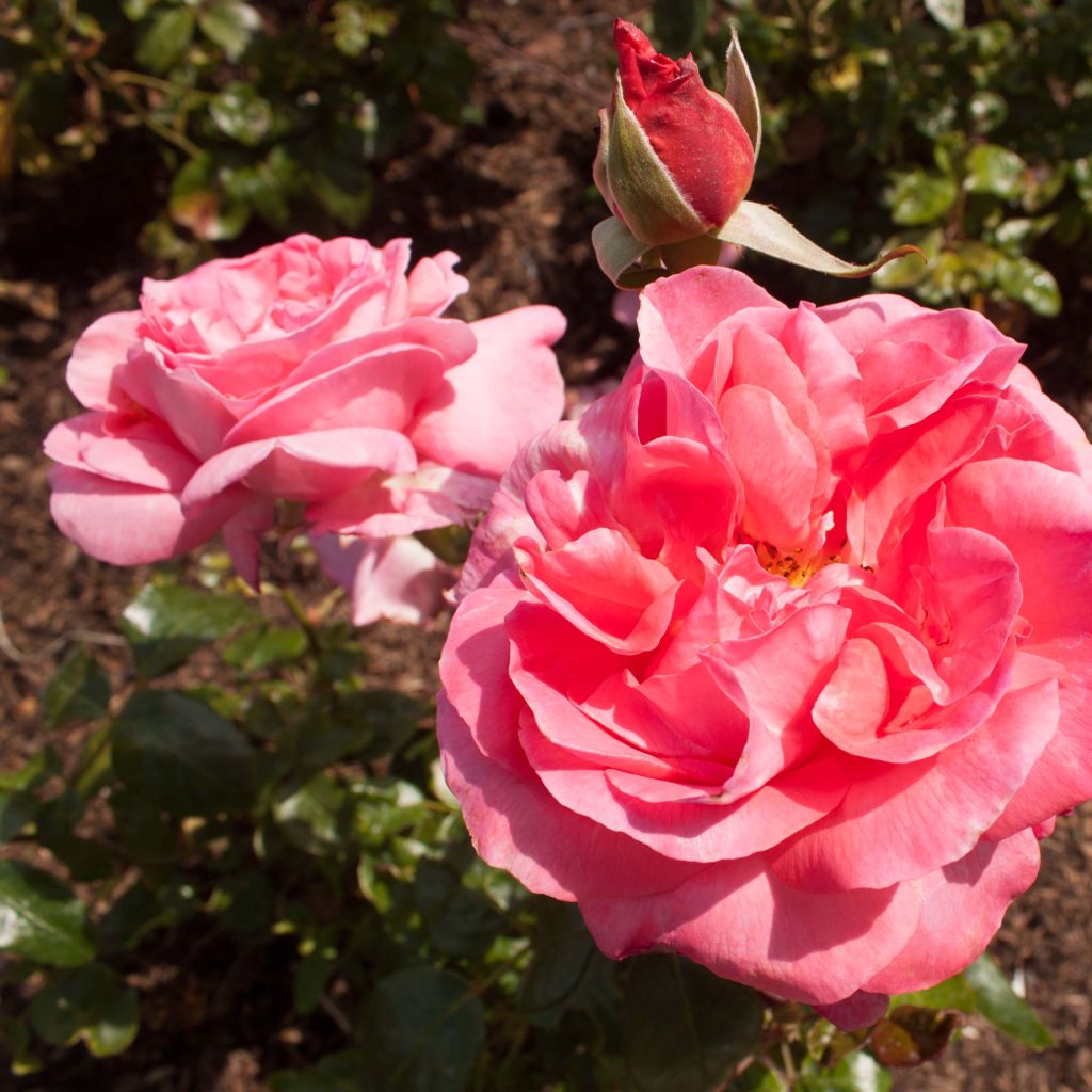 Rosa Special Anniversary