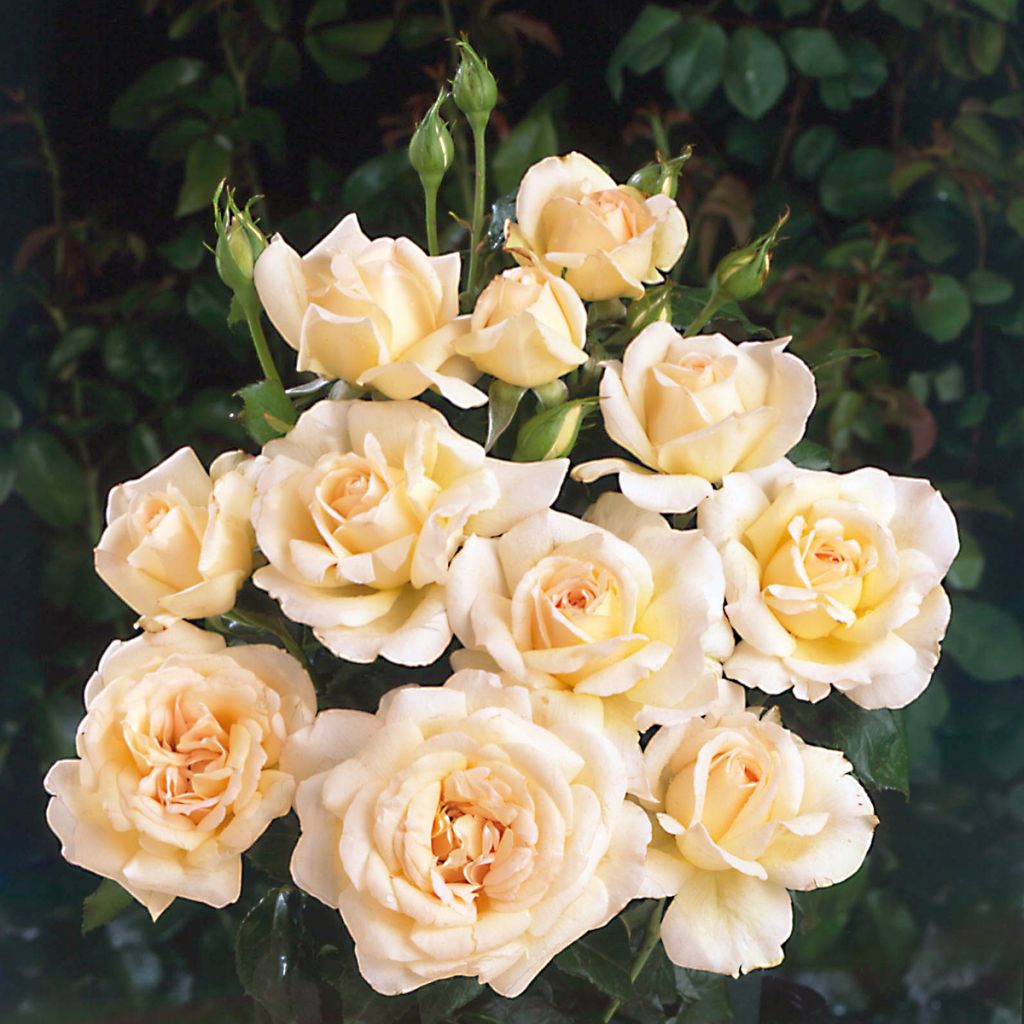 Rosa  'Sweet Love' / 'Chandos Beauty' - Hybrid Tea Rose